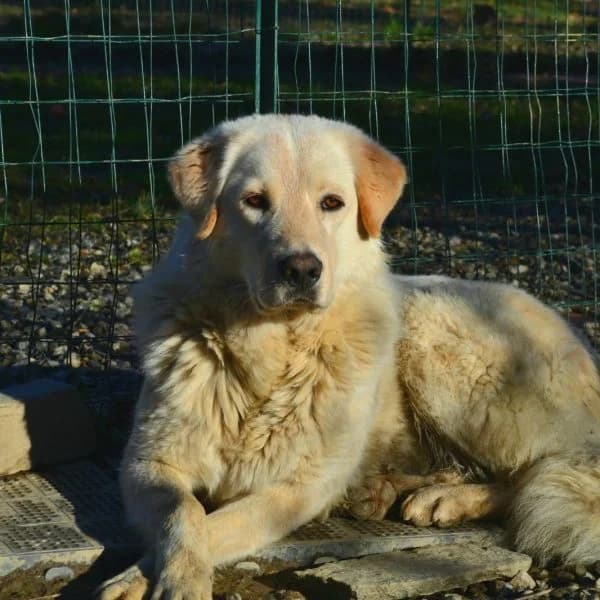Baloo, male Mixed Breed for adoption at Il Silenzio degli Invisibili — Gera Lario