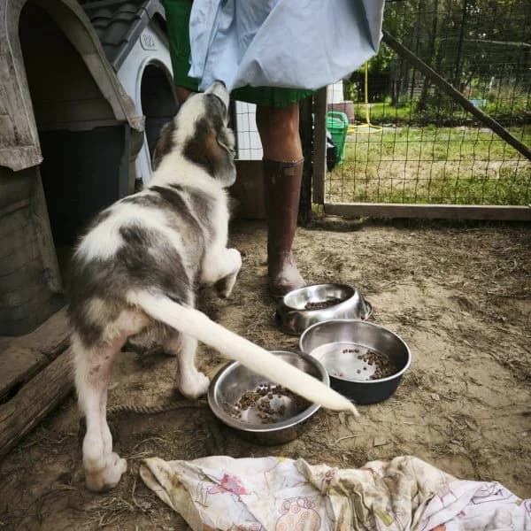 Cocco, Mixed Breed (Il Silenzio degli Invisibili — Gera Lario)