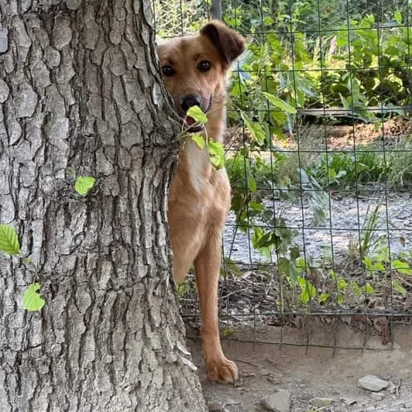 Gea, female Mixed Breed for adoption at Il Silenzio degli Invisibili — Gera Lario