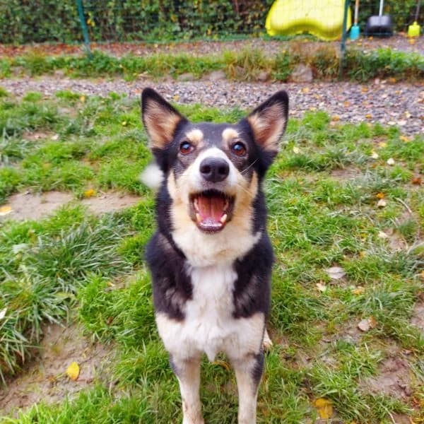 Layla, female 7yo Mixed Breed for adoption at Il Silenzio degli Invisibili — Gera Lario, Gera Lario CO