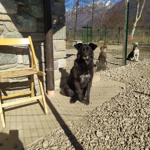 Okami, female Mixed Breed for adoption at Il Silenzio degli Invisibili — Gera Lario