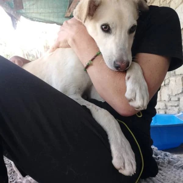 Timo, young Mixed Breed for adoption at Il Silenzio degli Invisibili — Gera Lario, Gera Lario CO