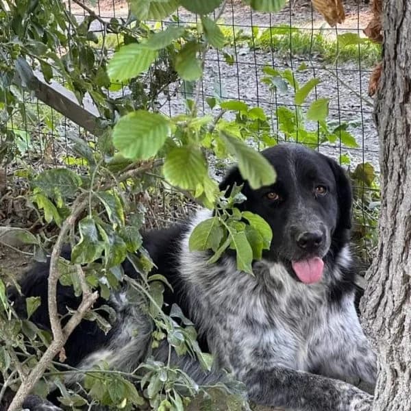 Tito, male Mixed Breed for adoption at Il Silenzio degli Invisibili — Gera Lario