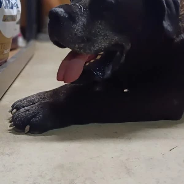 Ugo, male Mixed Breed for adoption at Il Silenzio degli Invisibili — Gera Lario