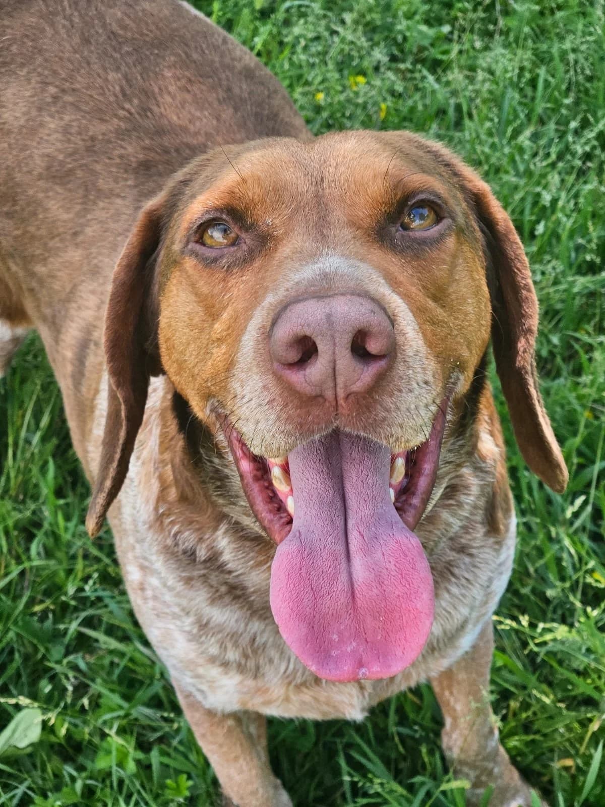 Arthur, Mixed Breed (Fondazione Squadra 4 Zampe)