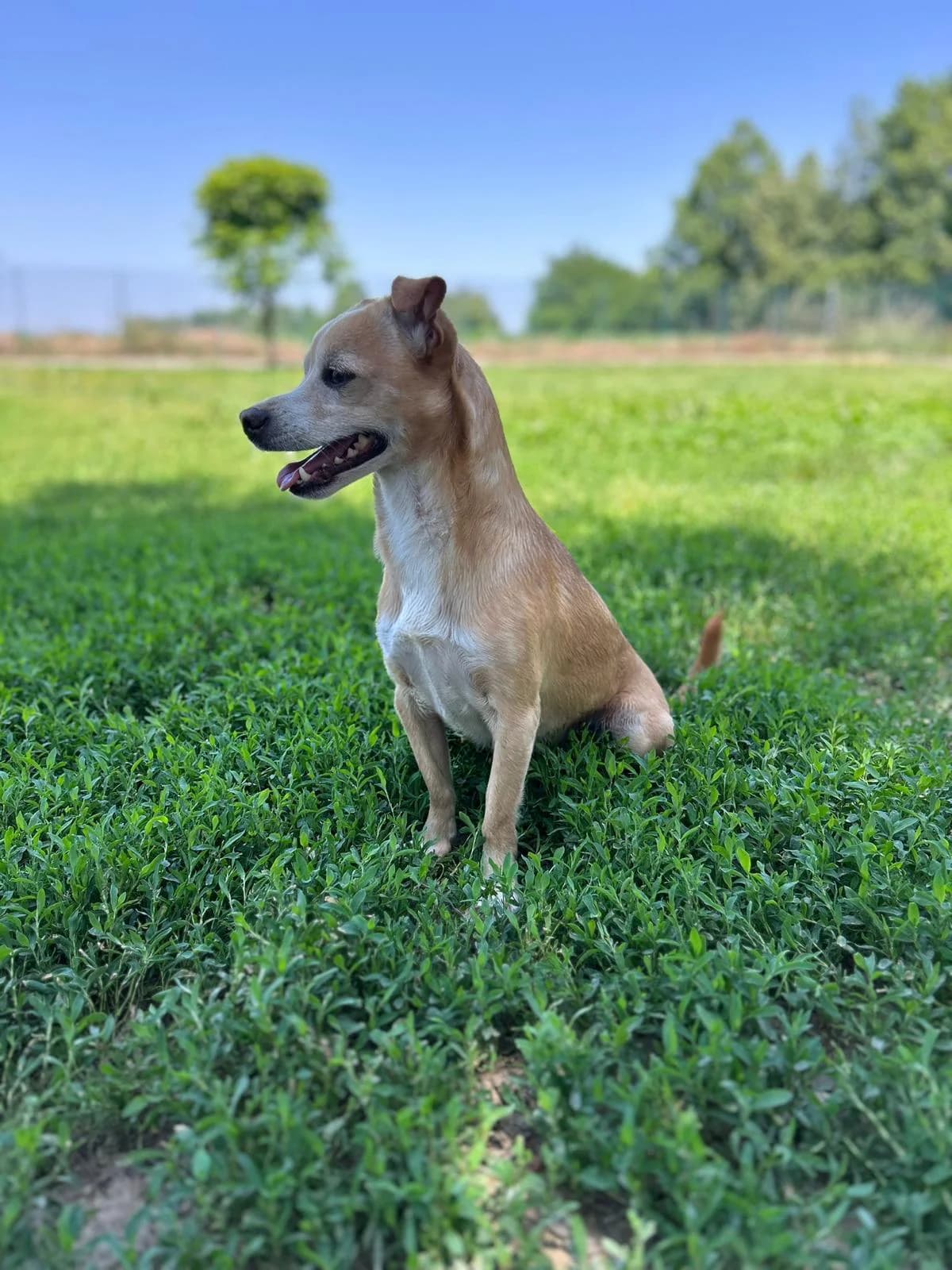 Carlo, male young Mixed Breed for adoption at Fondazione Squadra 4 Zampe