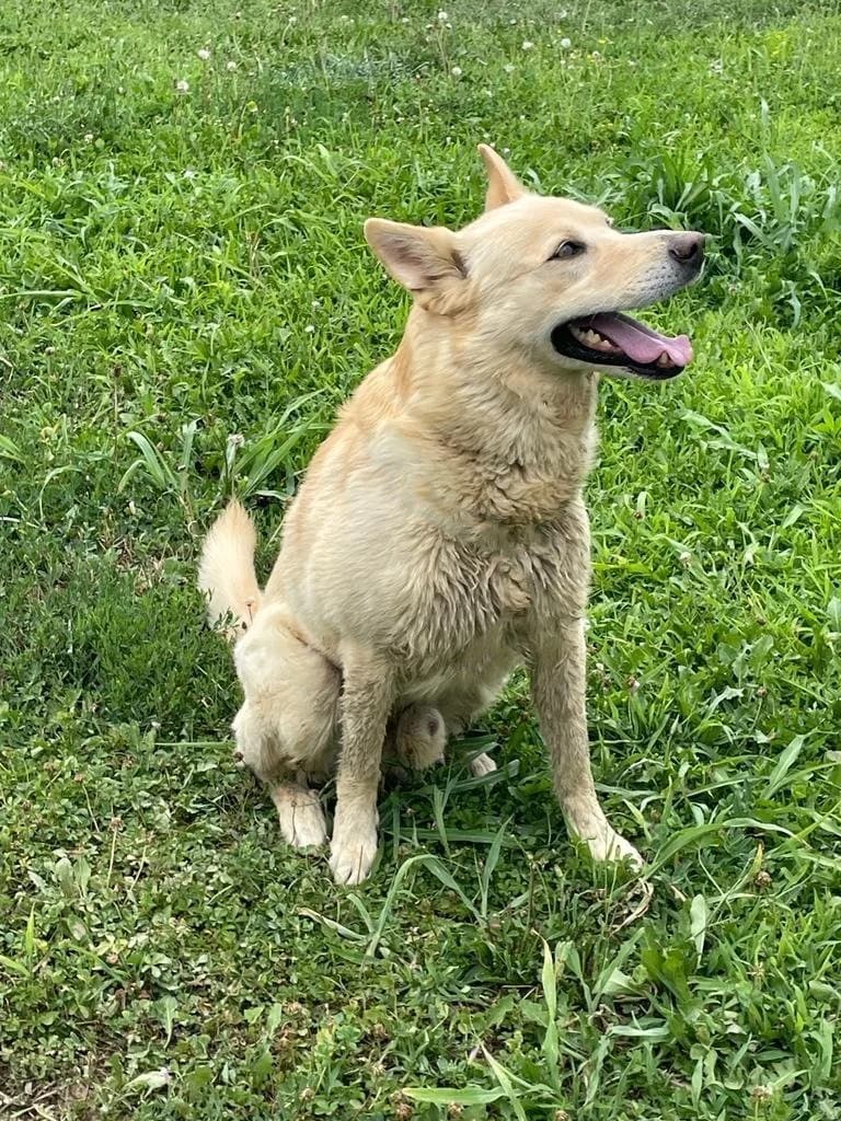 Drogon, male senior Mixed Breed for adoption at Fondazione Squadra 4 Zampe