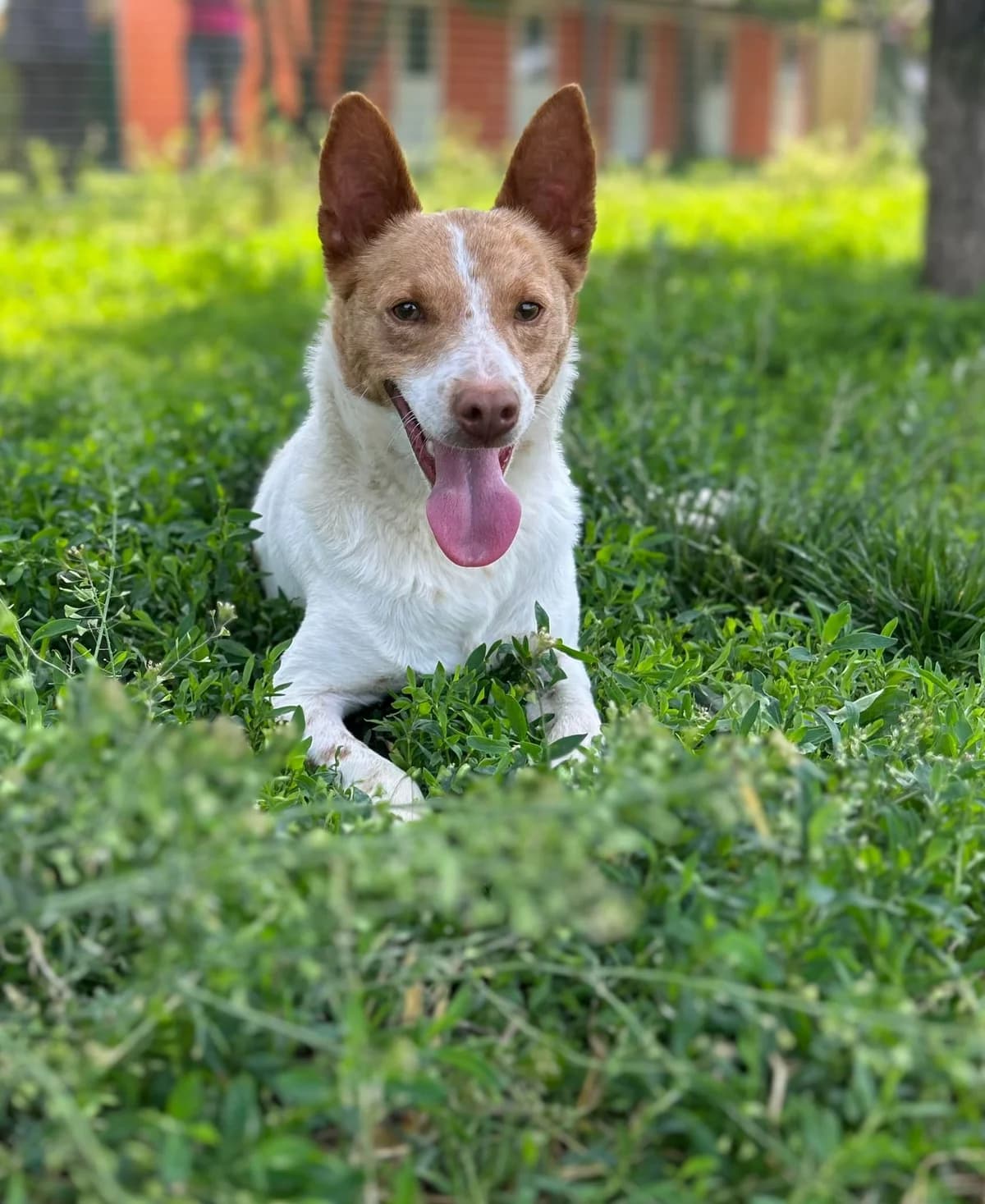 Scout, Mixed Breed (Fondazione Squadra 4 Zampe)