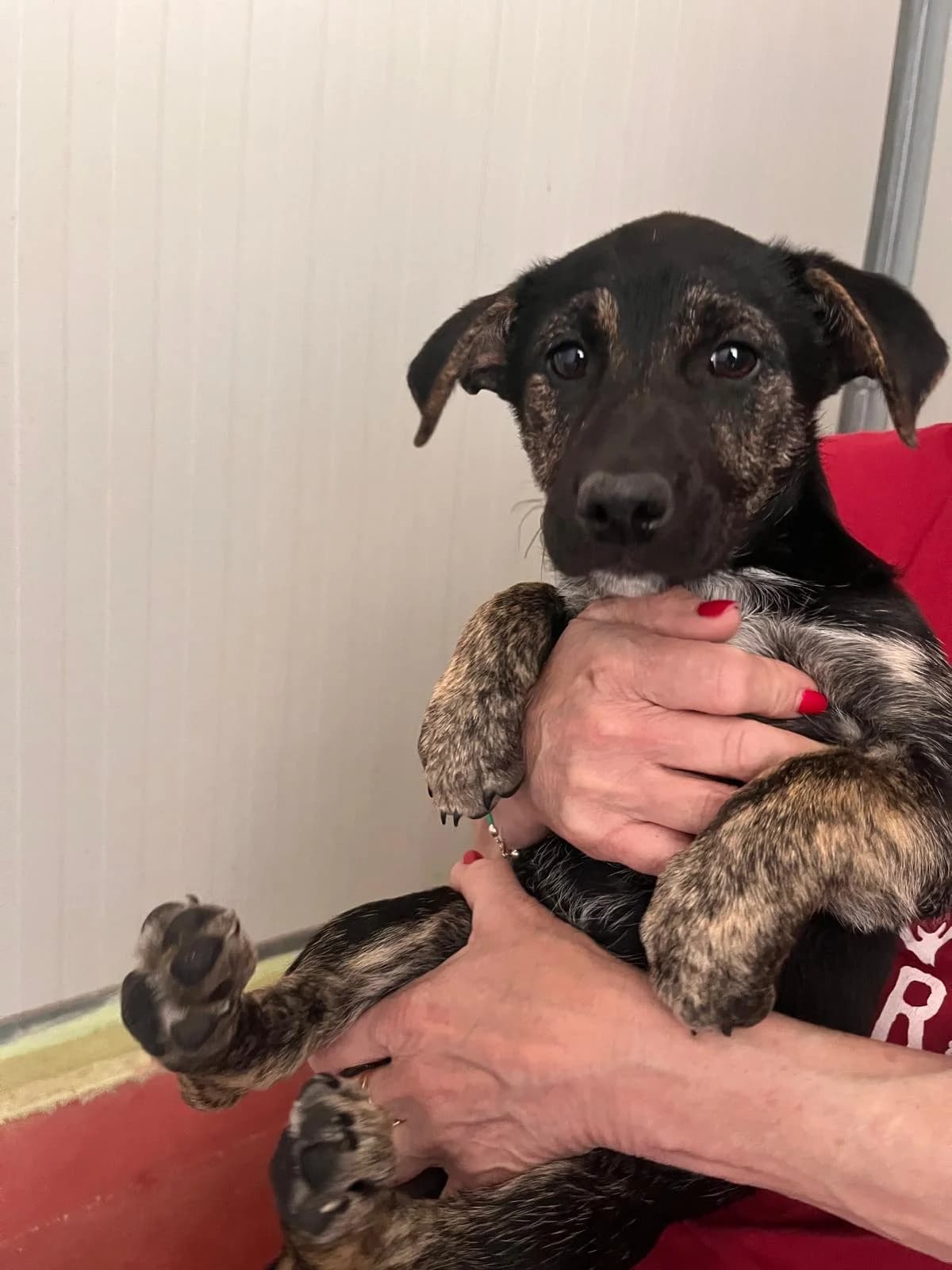 Bella, female puppy Mixed Breed for adoption at Zampesarde