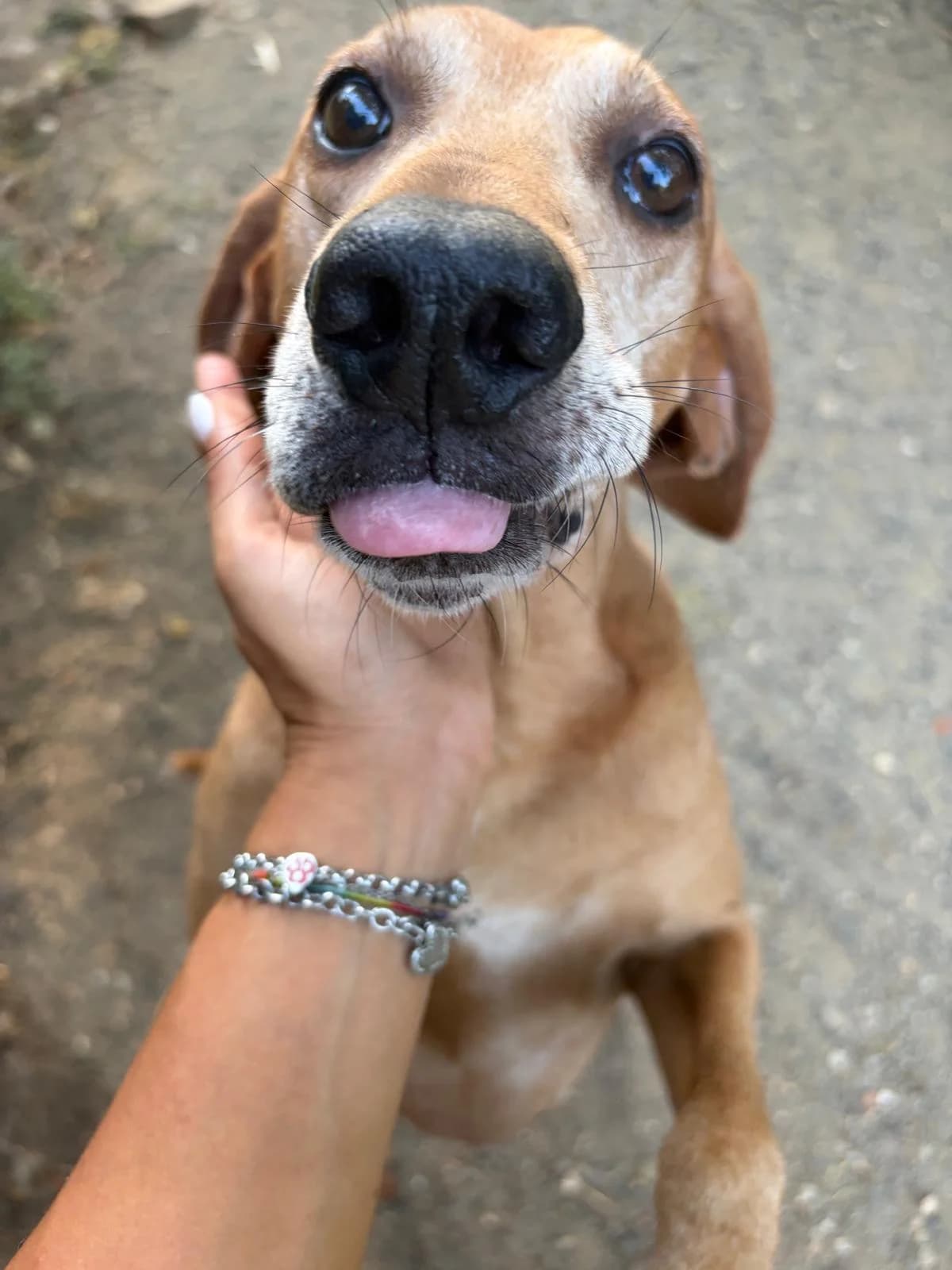 Benji,  3yo Mixed Breed for adoption at Zampesarde