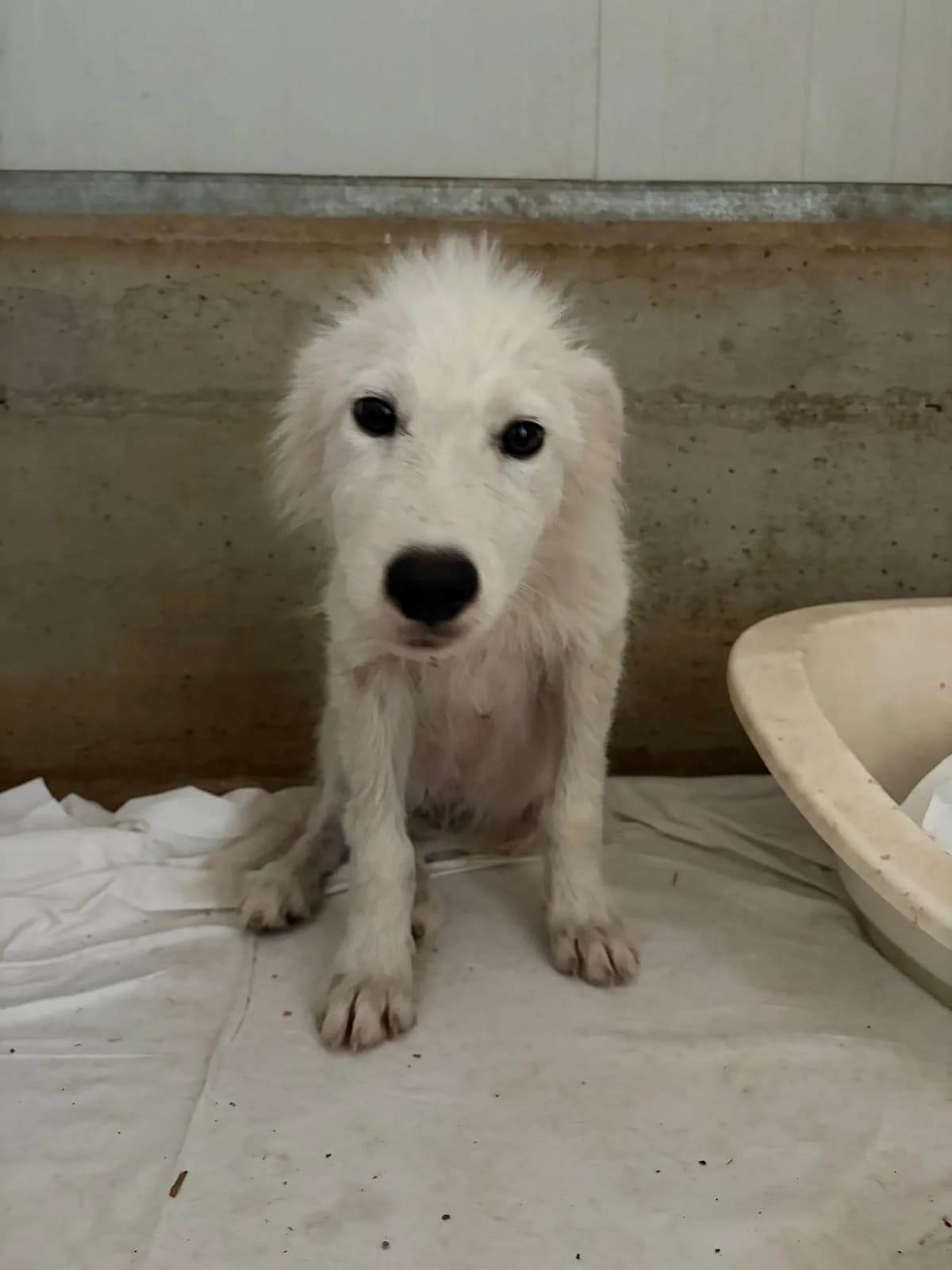 Bryan,  puppy Mixed Breed for adoption at Zampesarde
