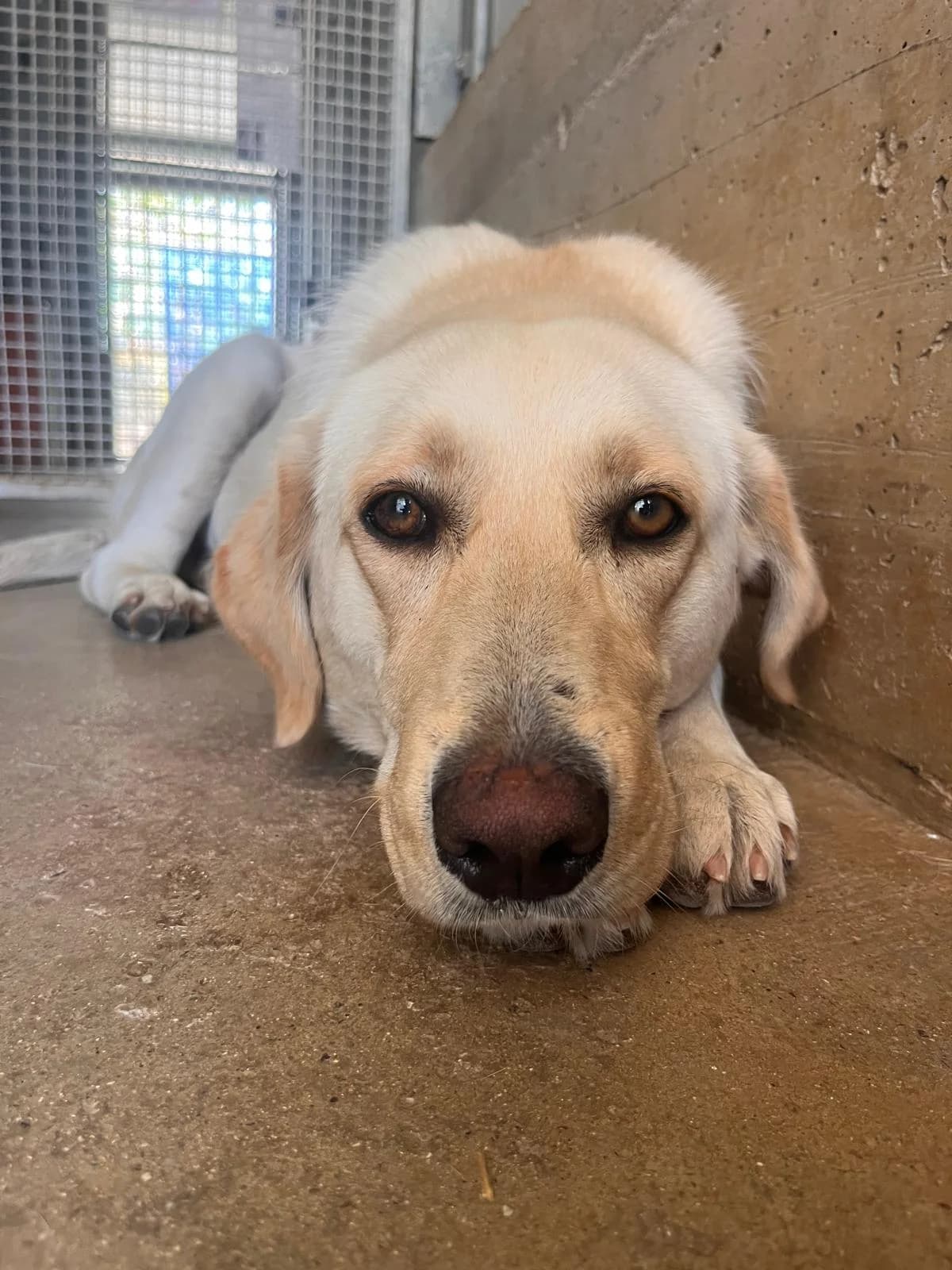 Francesca,  young Labrador Retriever for adoption at Zampesarde