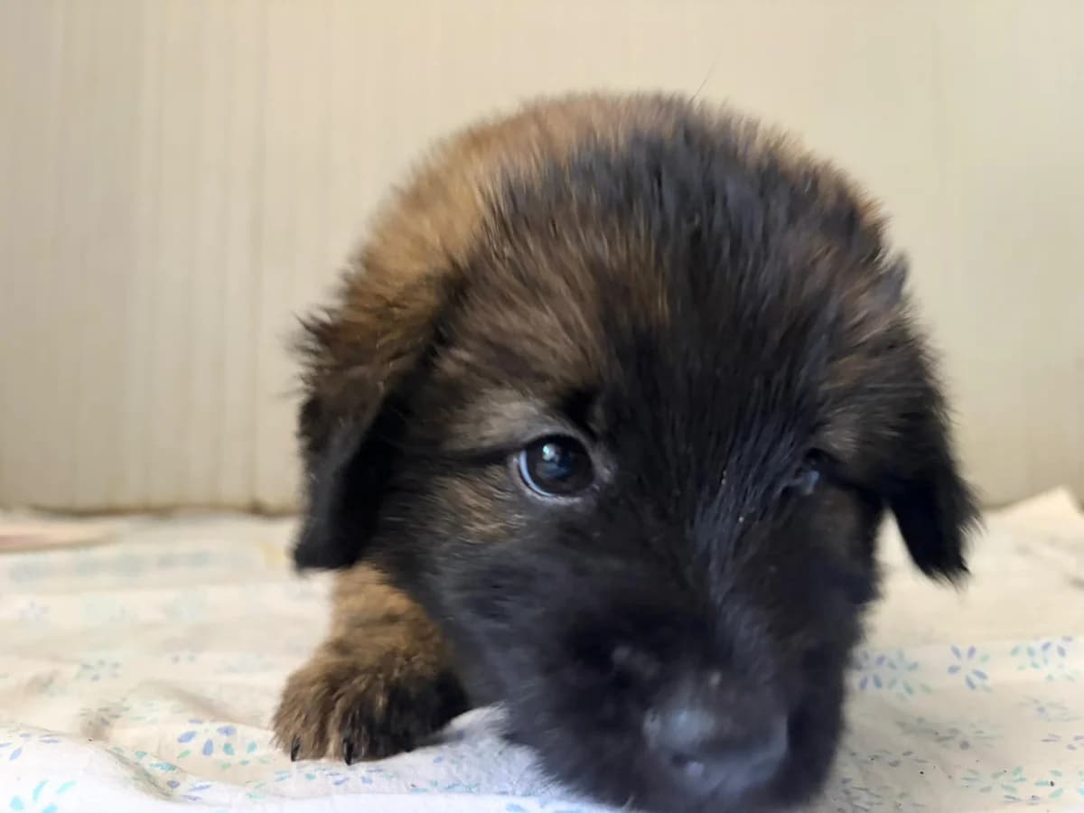 Henry, male puppy Mixed Breed for adoption at Zampesarde
