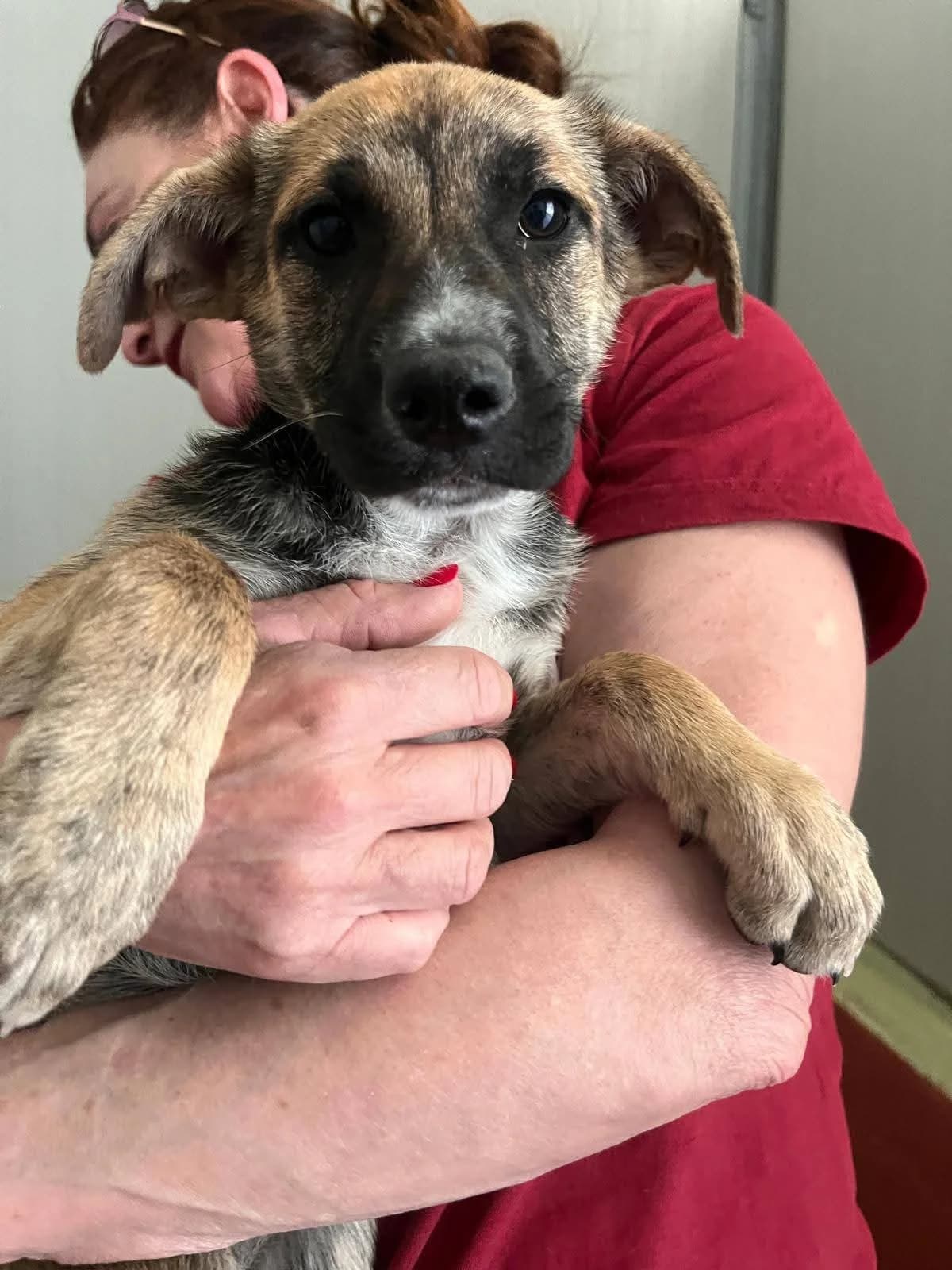 Olivia, female puppy Mixed Breed for adoption at Zampesarde