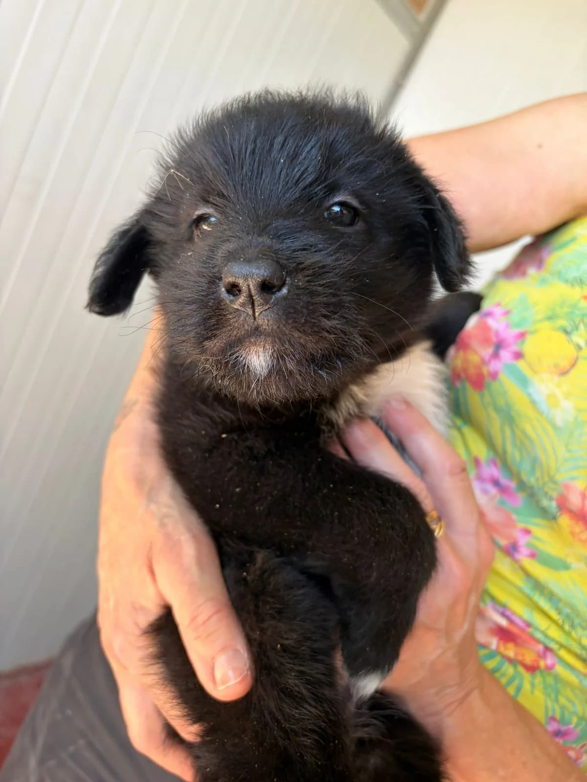 Patty, male puppy Mixed Breed for adoption at Zampesarde