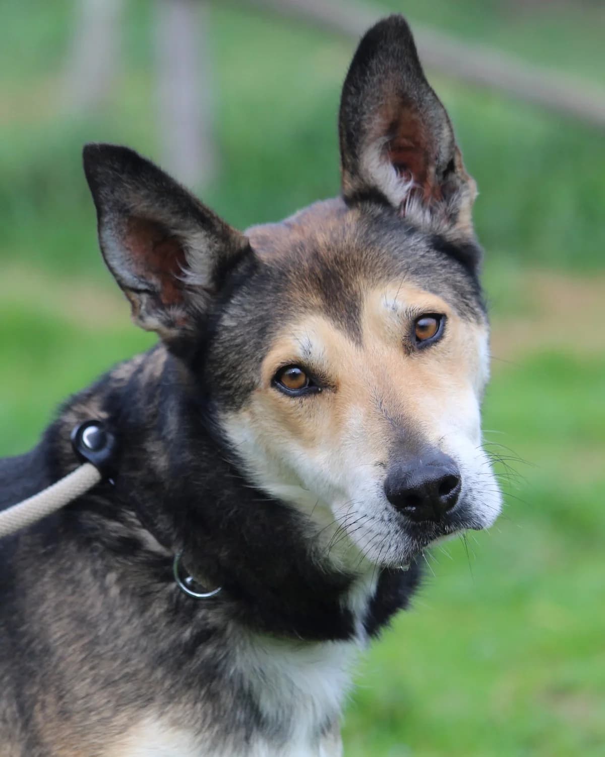 Konan, male Mixed Breed for adoption at Lega del Cane, Rome
