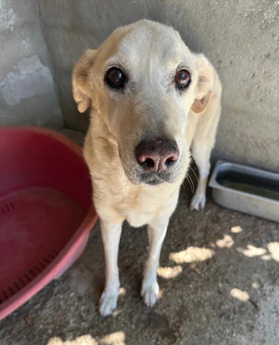 Leislei, Mixed Breed for adoption at Lega del Cane, Rome