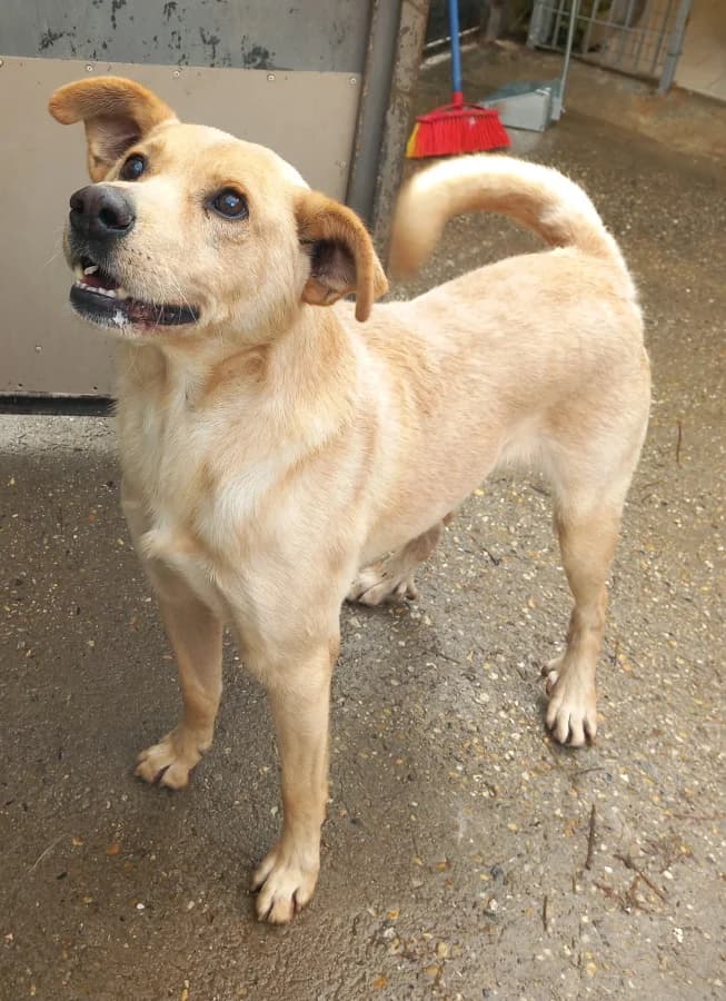 Leon, male senior mixed breed for adoption at Canile Oasi Torino, Turin