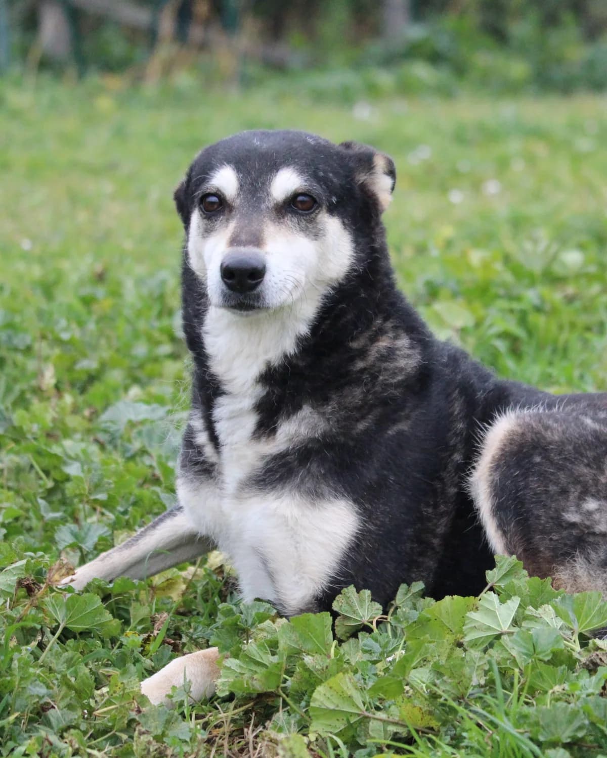 Lia, Mixed Breed for adoption at Lega del Cane, Rome
