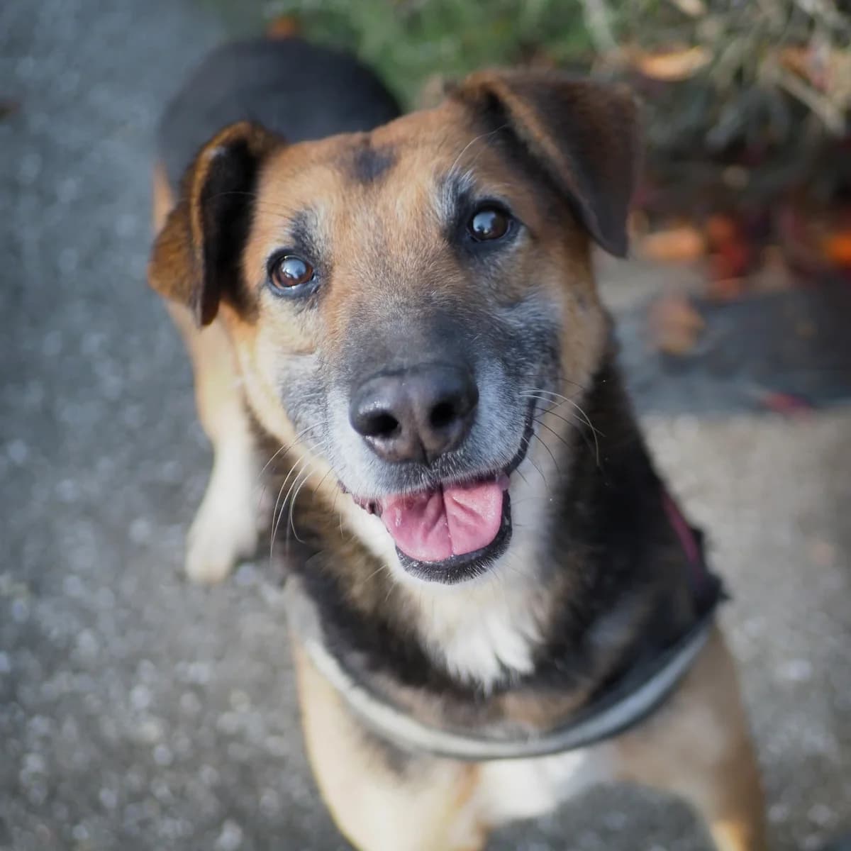 Libero,  Mixed Breed for adoption at Lega del Cane, Rome