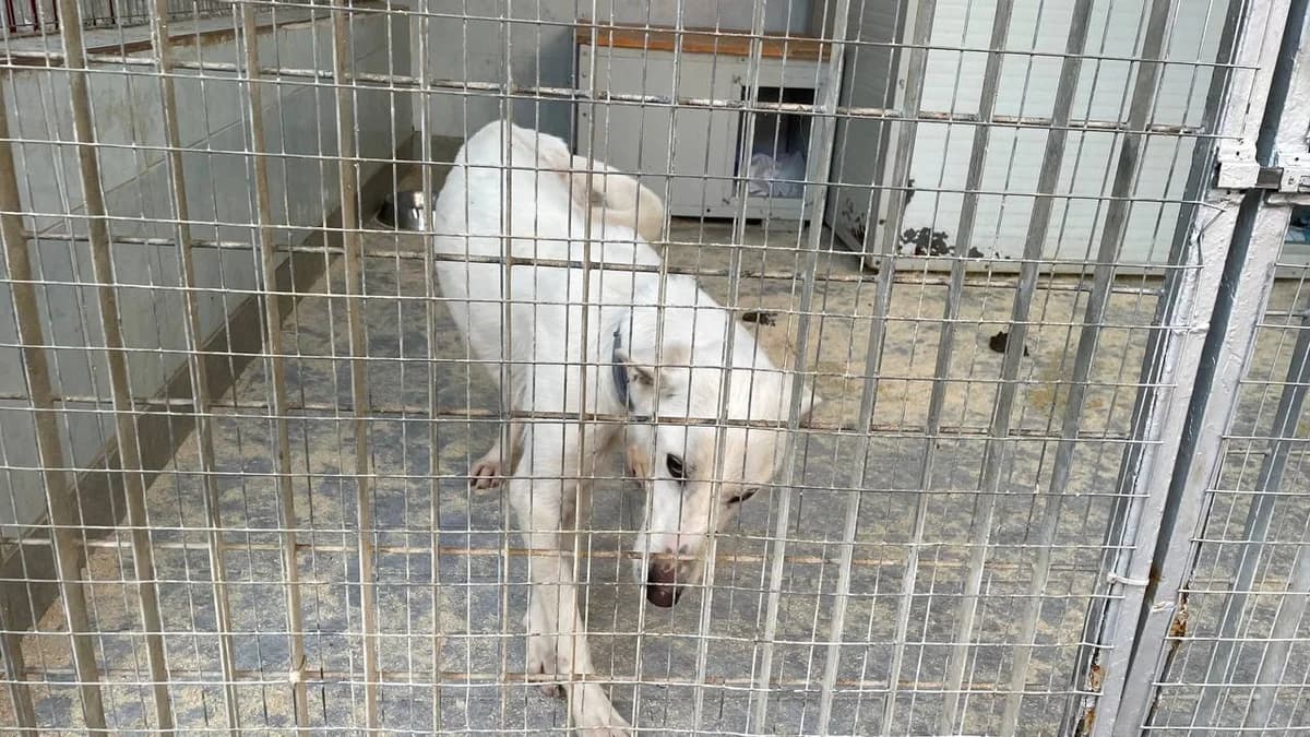 Luce, female 3yo mixed breed for adoption at Canile Oasi Torino, Turin