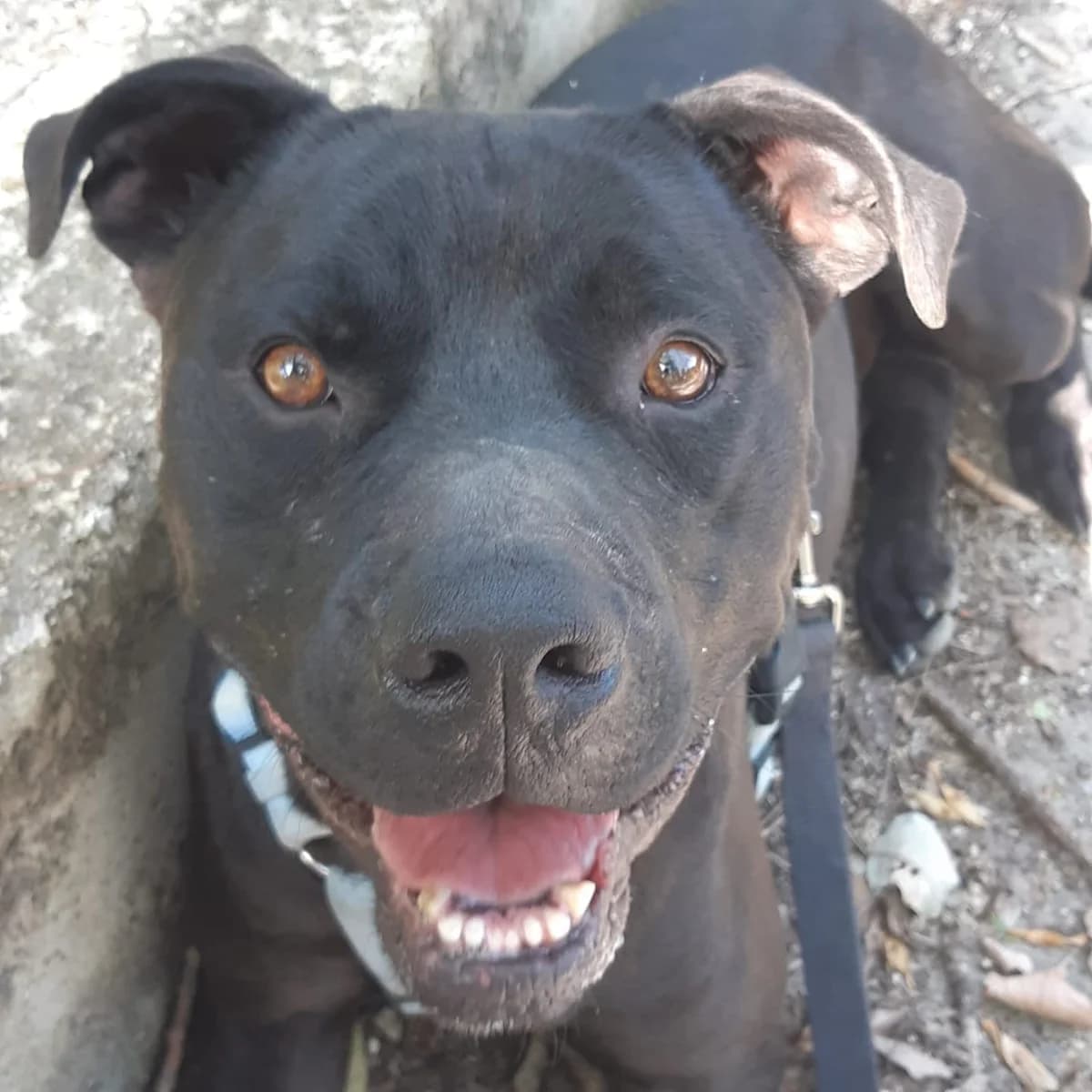 Merlino, male Mixed Breed for adoption at Lega del Cane, Rome