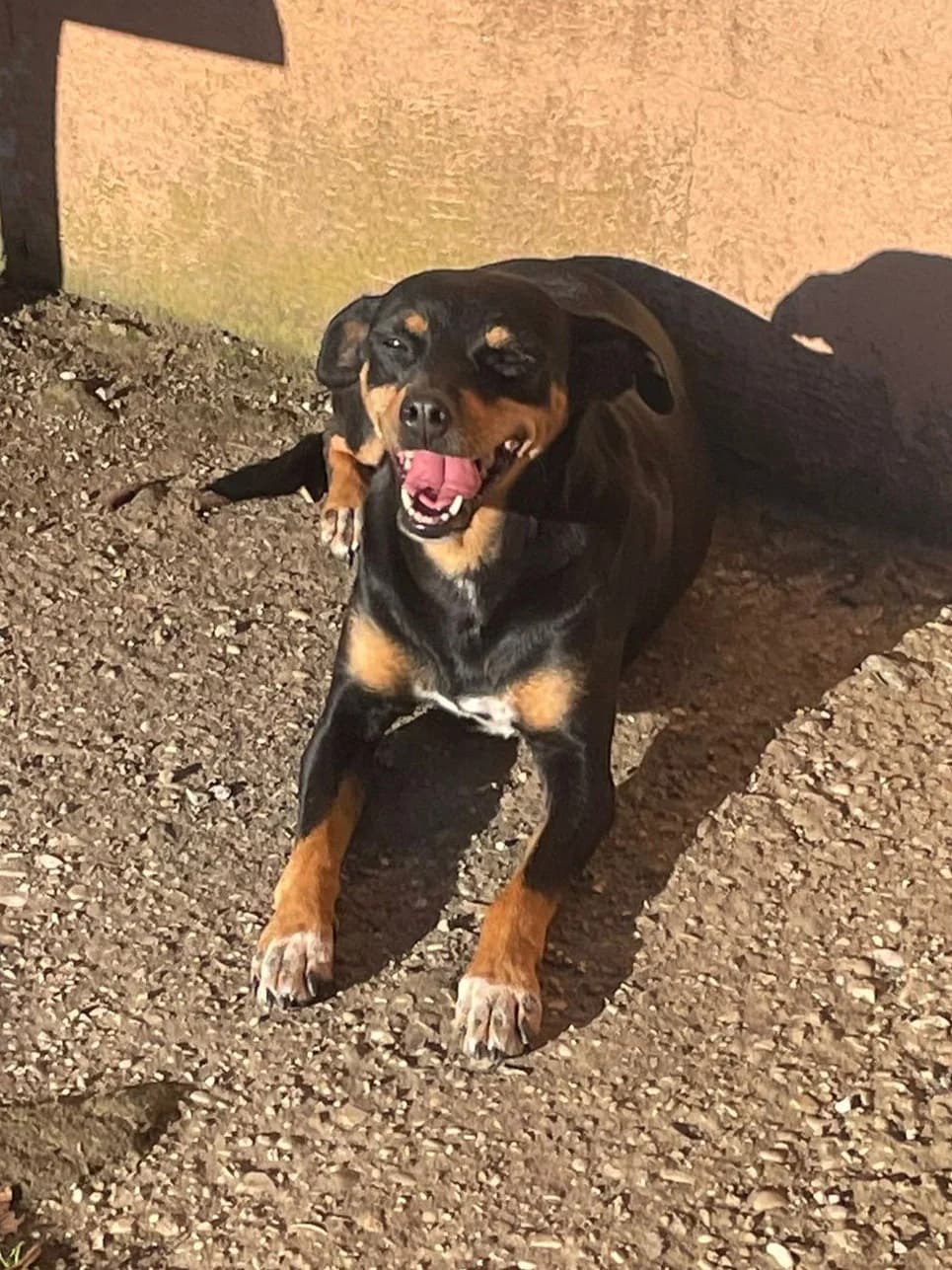 Mika, female Mixed Breed for adoption at Lega del Cane, Rome
