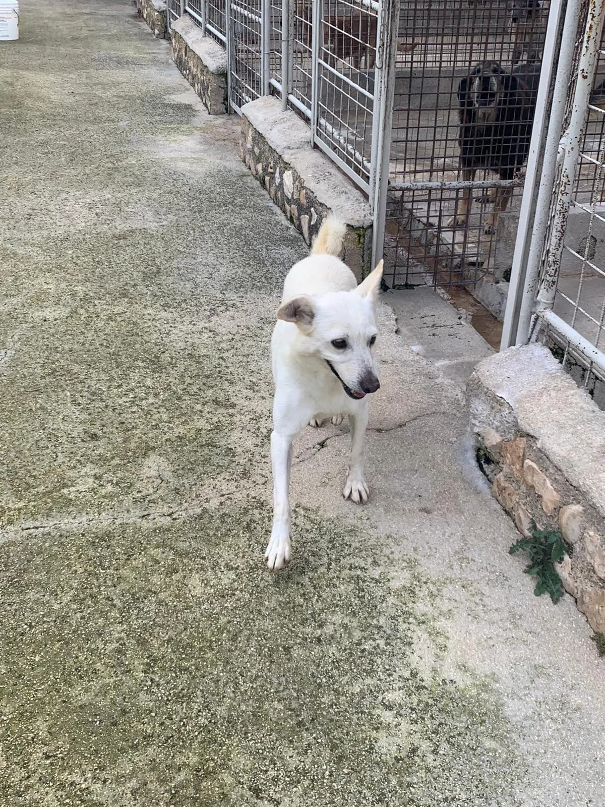 Nanà, Mixed Breed for adoption at Lega del Cane, Rome
