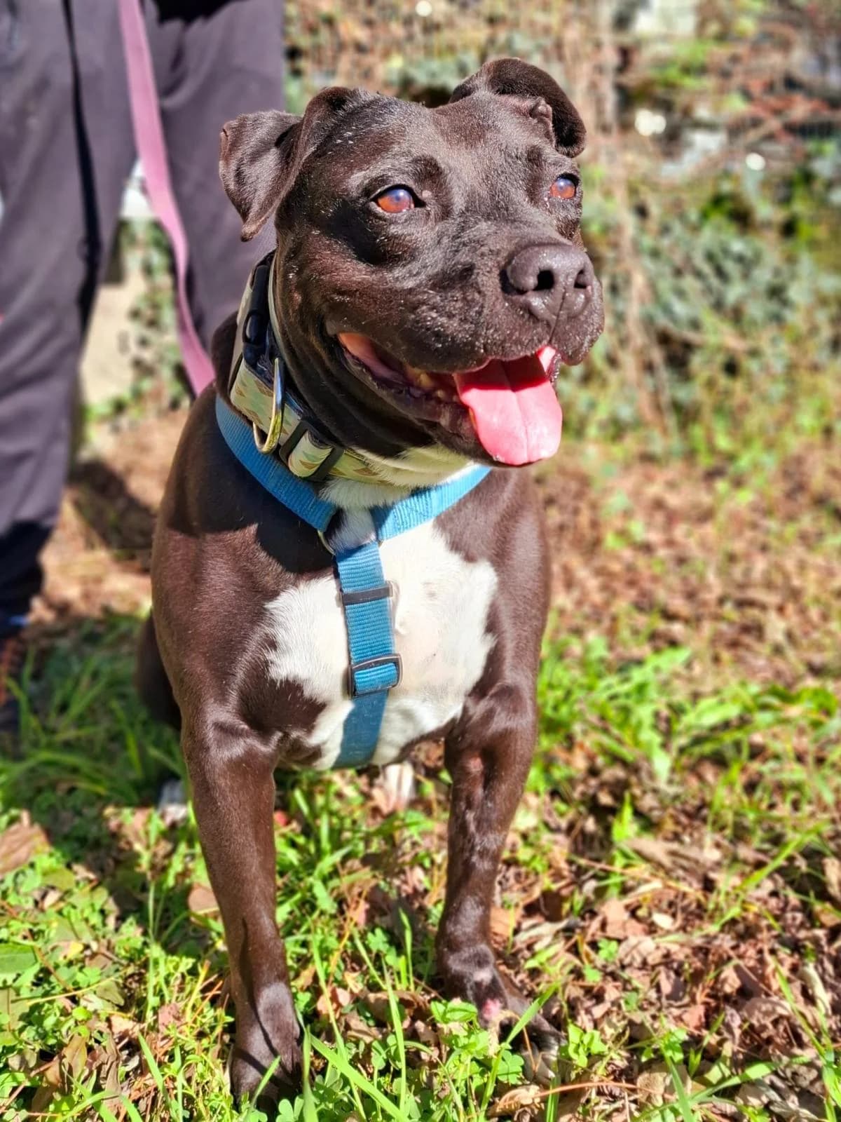 Nerina, female senior mixed breed for adoption at Canile Oasi Torino, Turin