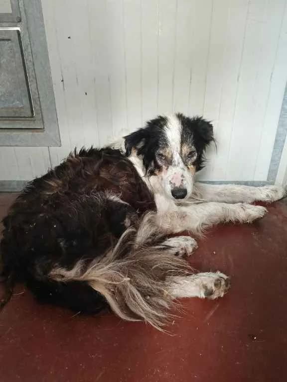 Nick, Mixed Breed for adoption at Lega del Cane, Rome
