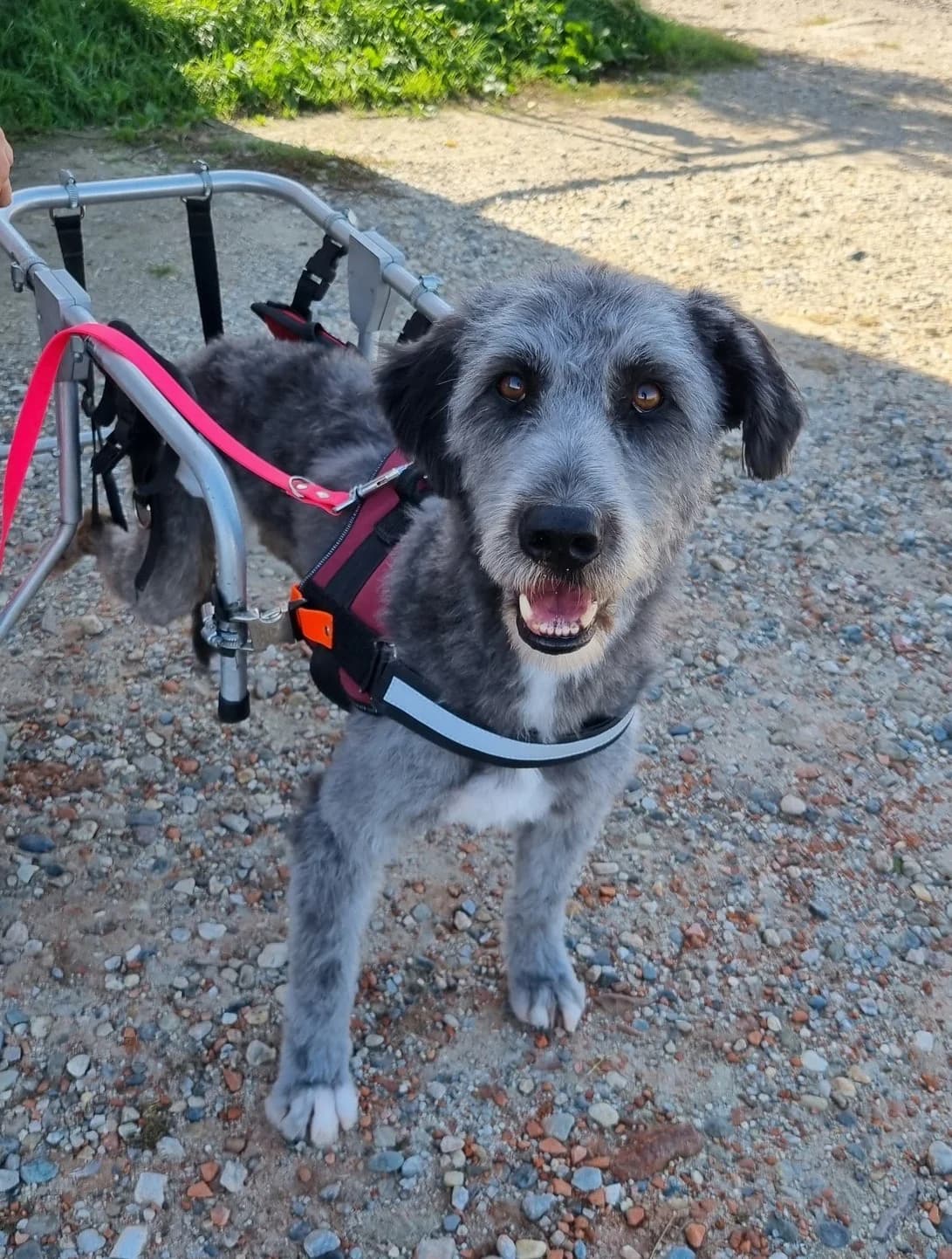 Nina,  Mixed Breed for adoption at Lega del Cane, Rome