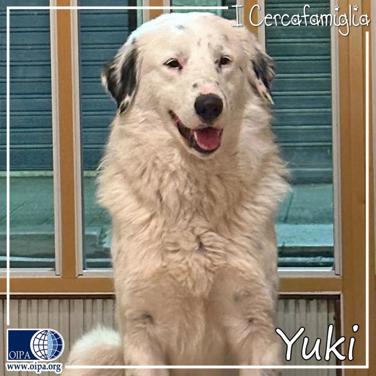 Yuki, male young Mixed Breed for adoption at OIPA Italy, Rome