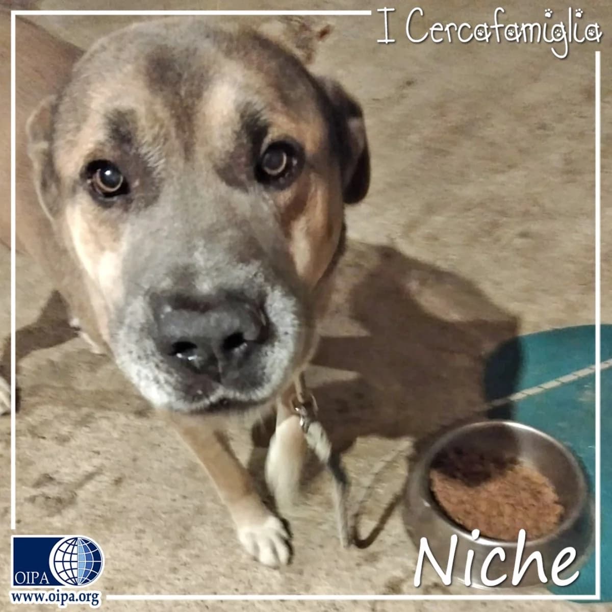 Niche, male senior Mixed Breed for adoption at OIPA Italy, Rome