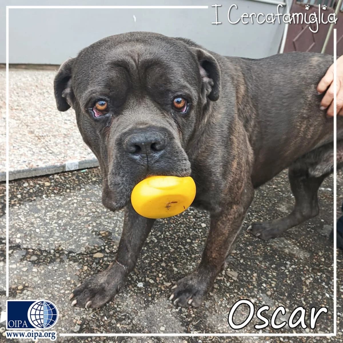 Oscar, 4yo Cane Corso for adoption at OIPA Italy, Rome