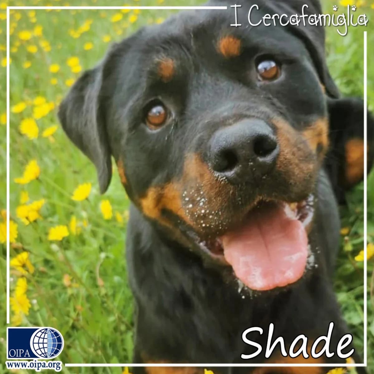 Shade, 4yo Rottweiler for adoption at OIPA Italy, Rome