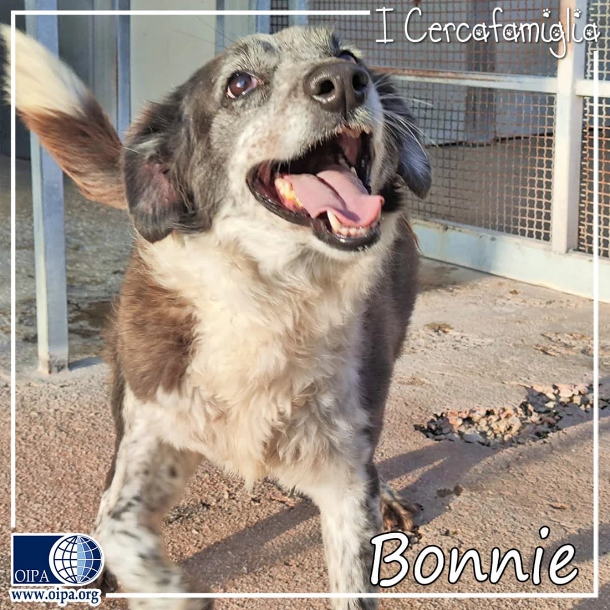 Bonnie, female senior Mixed Breed for adoption at OIPA Italy, Rome