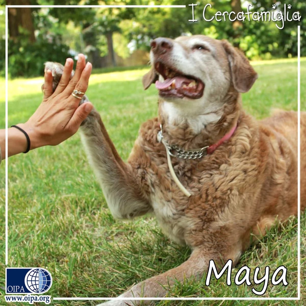Maya, puppy Mixed Breed for adoption at OIPA Italy, Rome