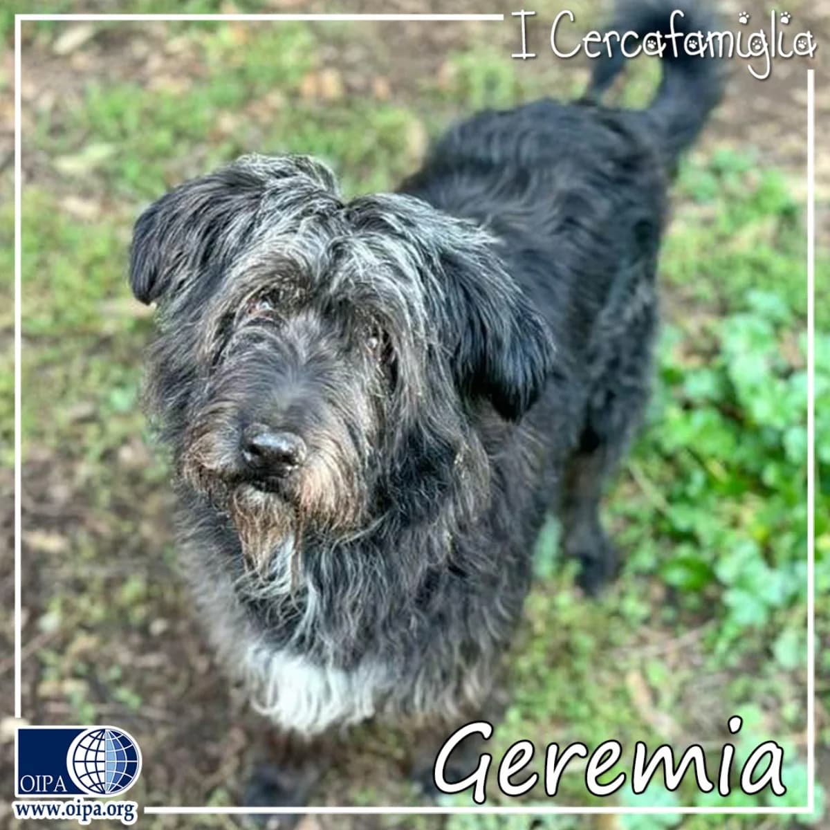 Geremia,  senior Mixed Breed for adoption at OIPA Italy, Rome