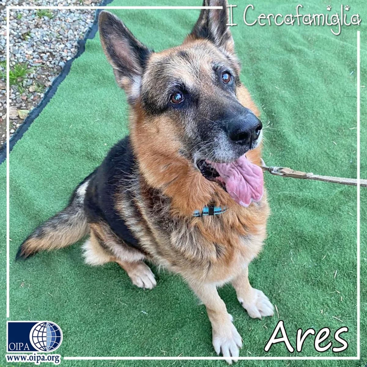 Ares, senior German Shepherd for adoption at OIPA Italy, Rome