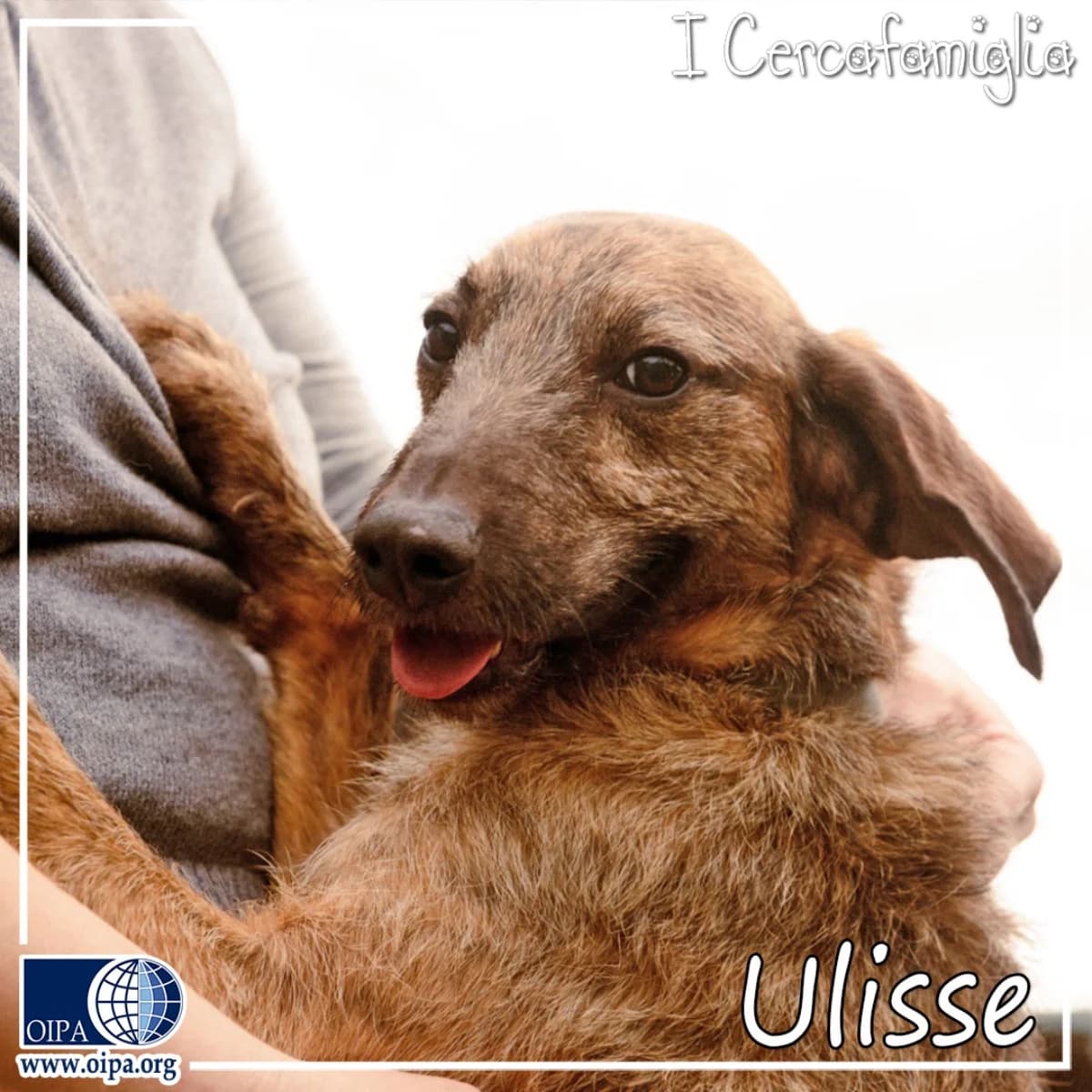 Ulisse,  4yo Italian Segugio for adoption at OIPA Italy, Rome