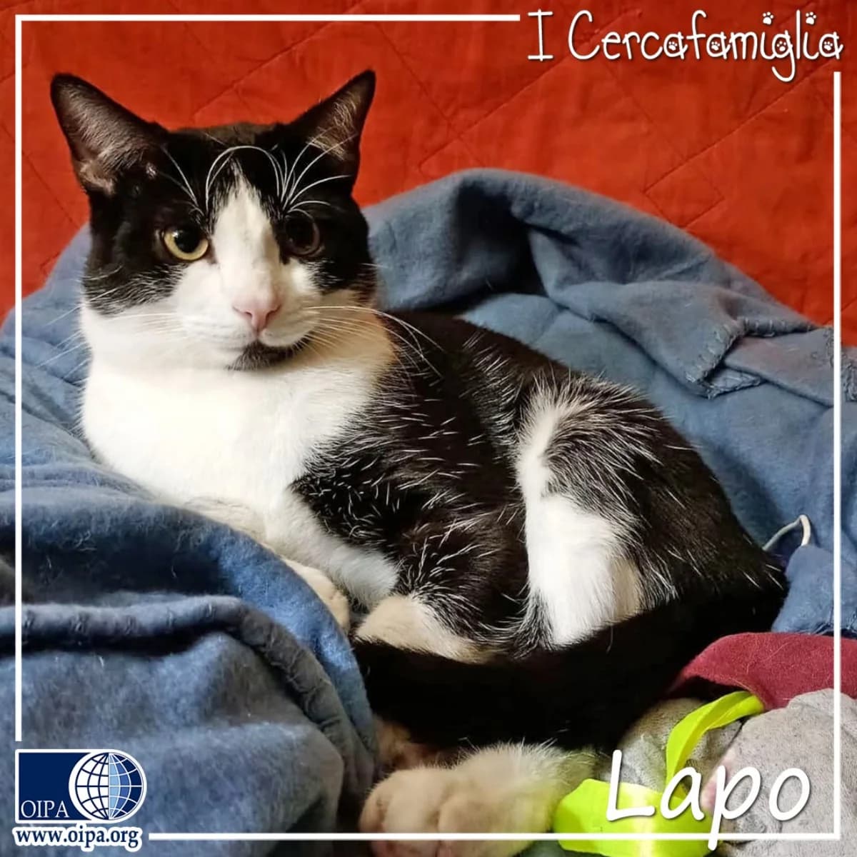 Lapo, male puppy Domestic Shorthair for adoption at OIPA Italy, Rome