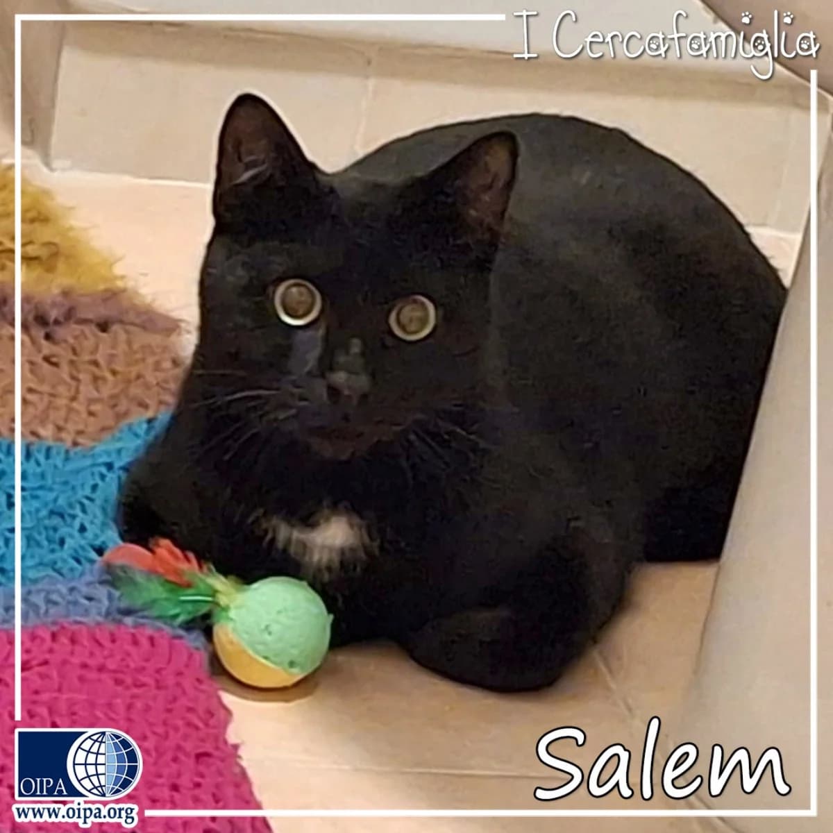 Salem, male puppy Domestic Shorthair for adoption at OIPA Italy, Rome