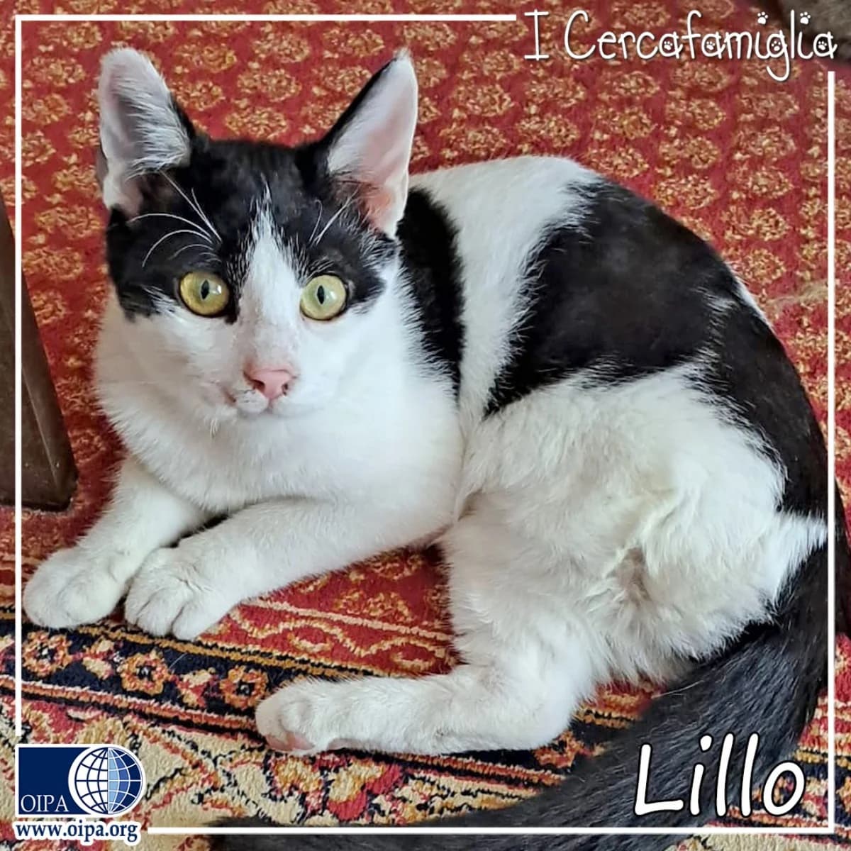 Lillo, male puppy Domestic Shorthair for adoption at OIPA Italy, Rome