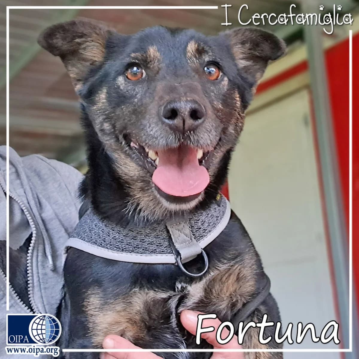 Fortuna, female young Mixed Breed for adoption at OIPA Italy, Rome