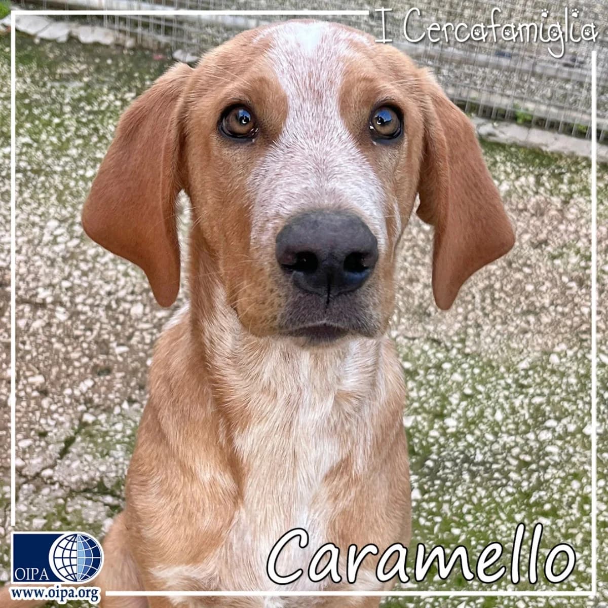 Caramello, puppy Mixed Breed for adoption at OIPA Italy, Rome