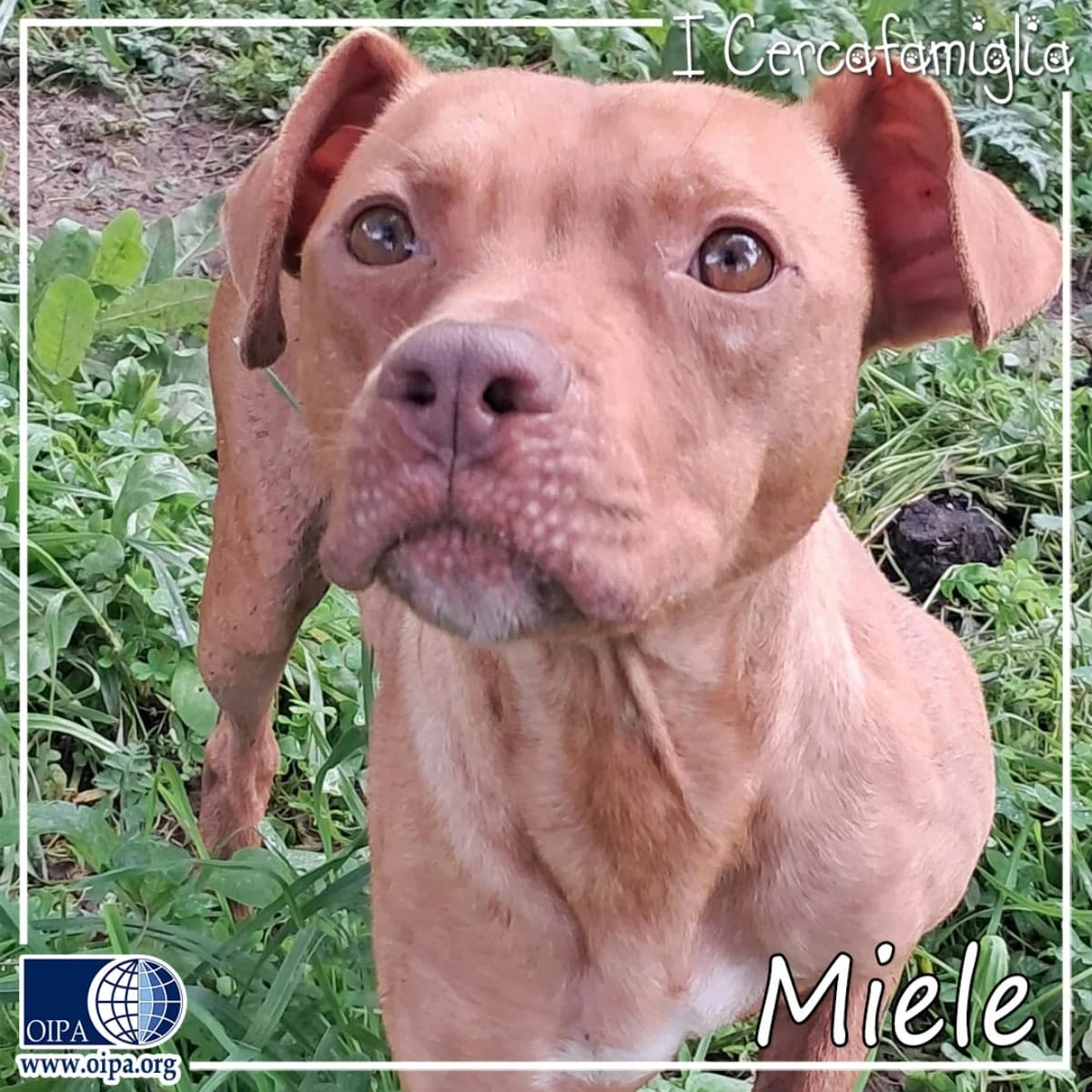 Miele, puppy Mixed Breed for adoption at OIPA Italy, Rome