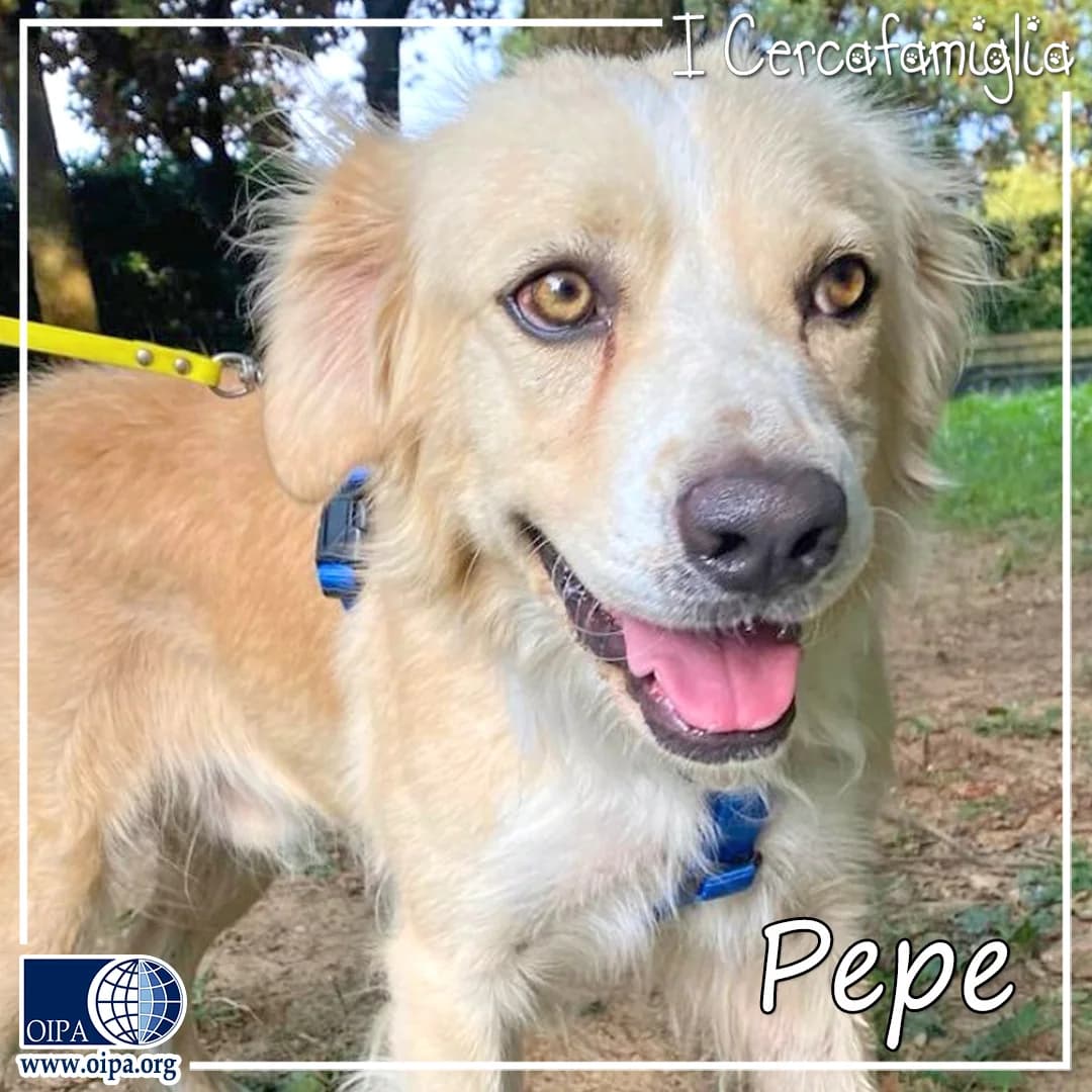 Pepe, young Mixed Breed for adoption at OIPA Italy, Rome