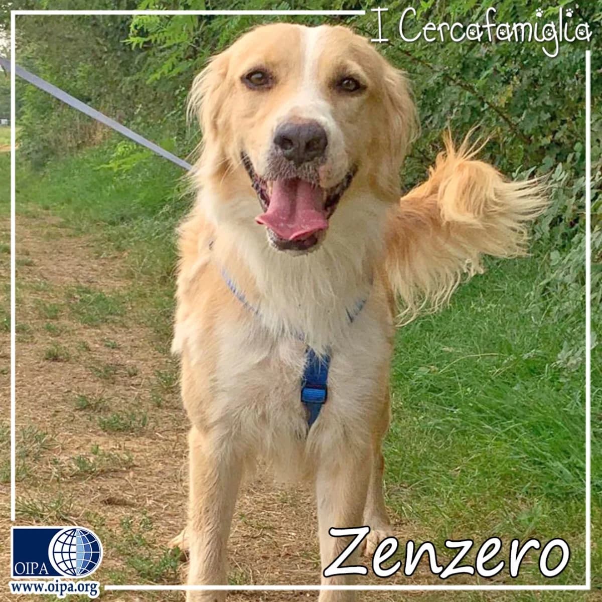 Zenzero, young Mixed Breed for adoption at OIPA Italy, Rome