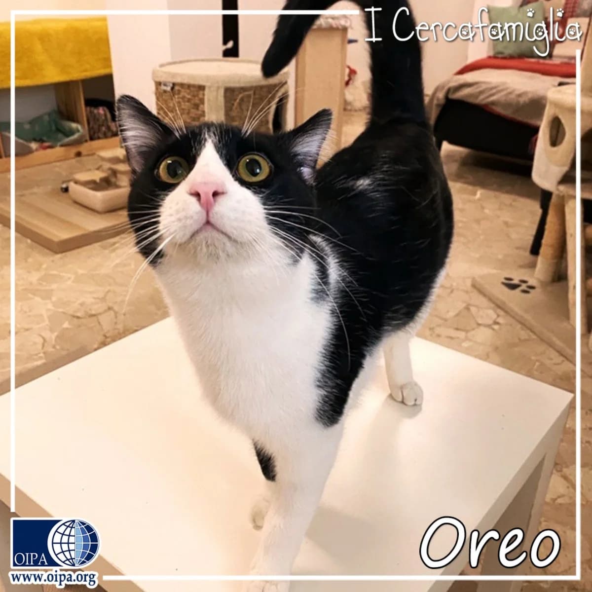 Oreo, male young Domestic Shorthair for adoption at OIPA Italy, Rome
