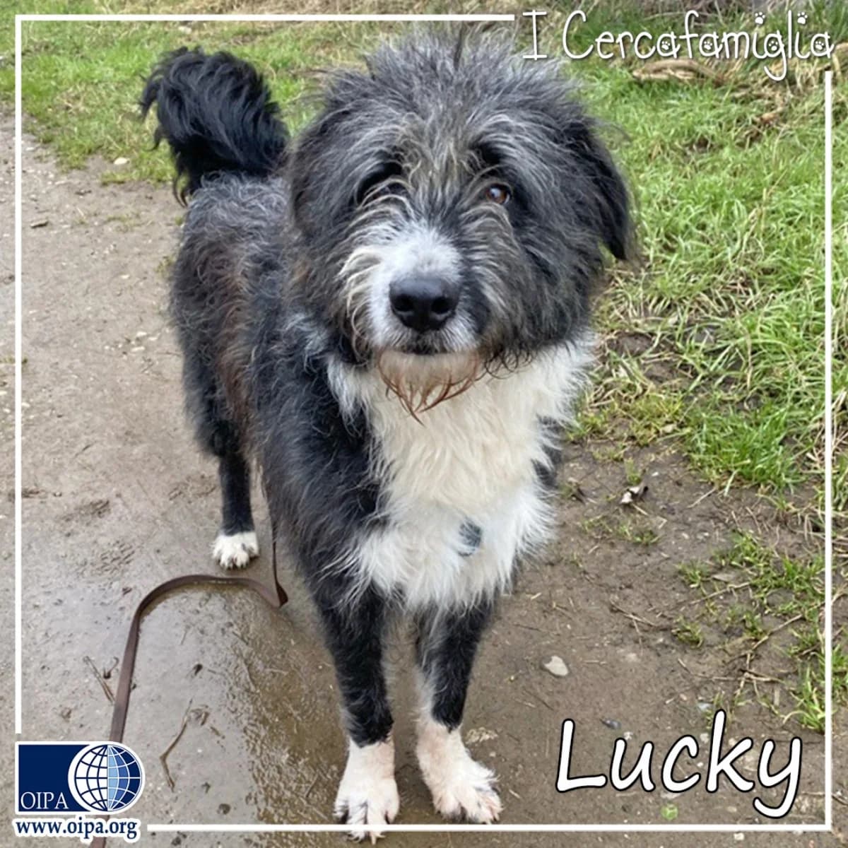 Lucky, young Mixed Breed for adoption at OIPA Italy, Rome